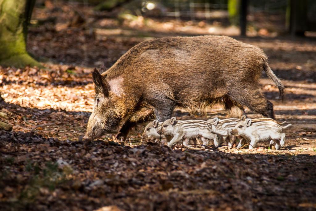 Lodges Veluwse Poort Dieren Zewnętrze zdjęcie